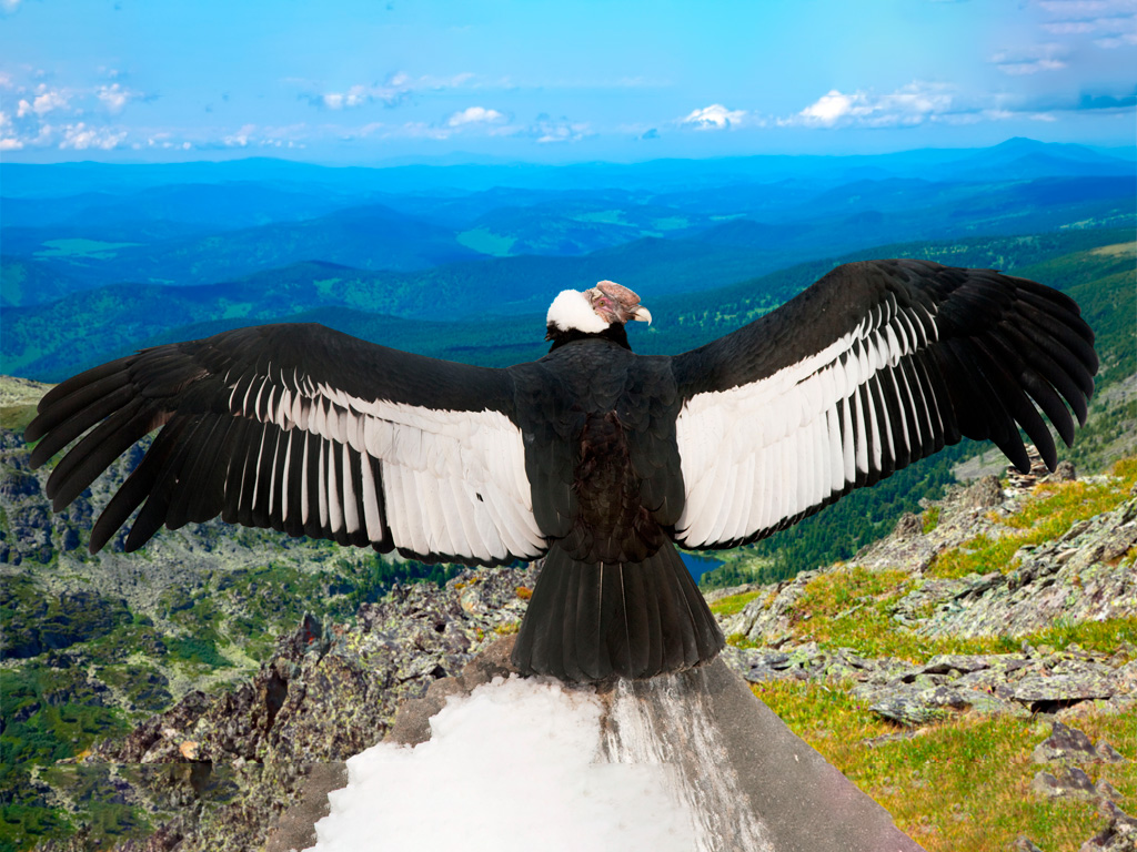 Condor de los Andes