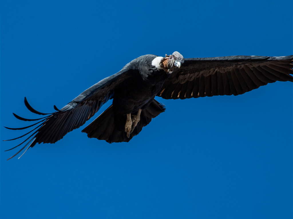 Condor de los Andes