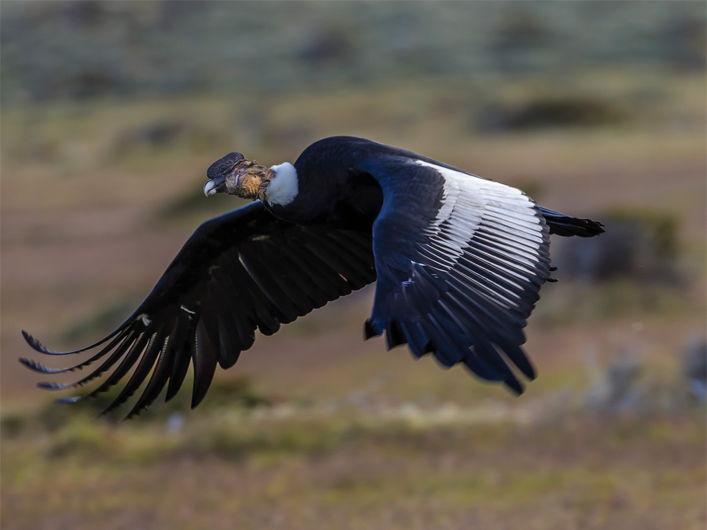 Condor de los Andes