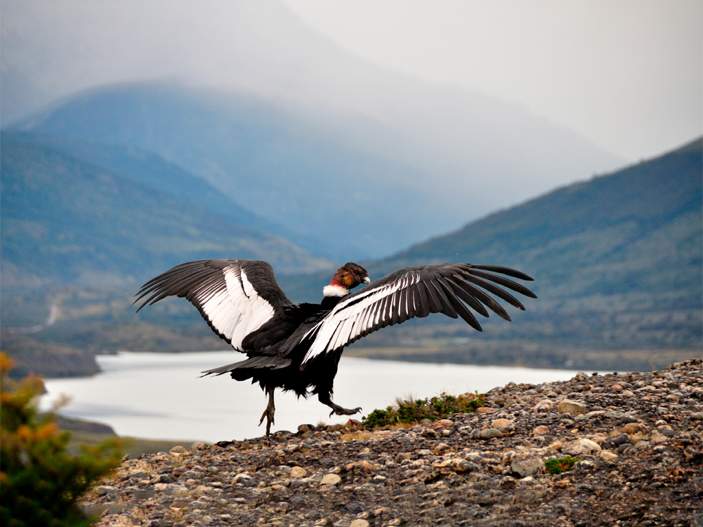 Condor de los Andes