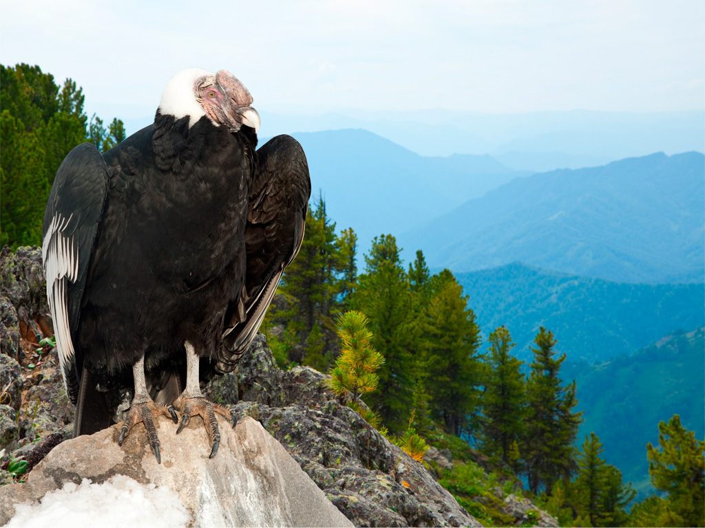 Condor de los Andes