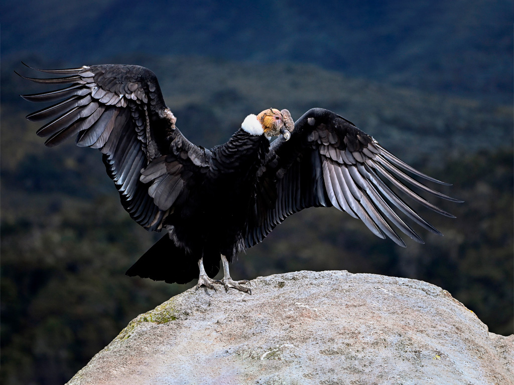 Condor de los Andes