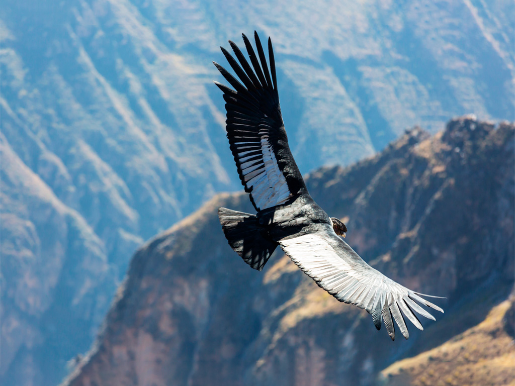 Condor de los Andes