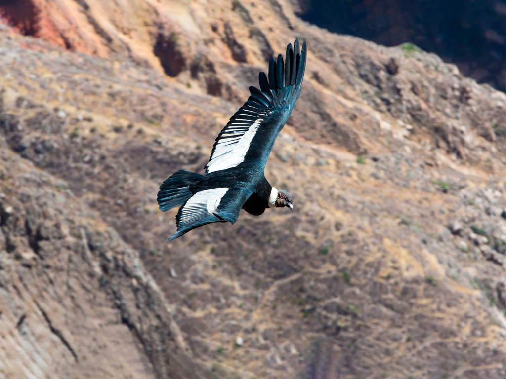 Condor de los Andes