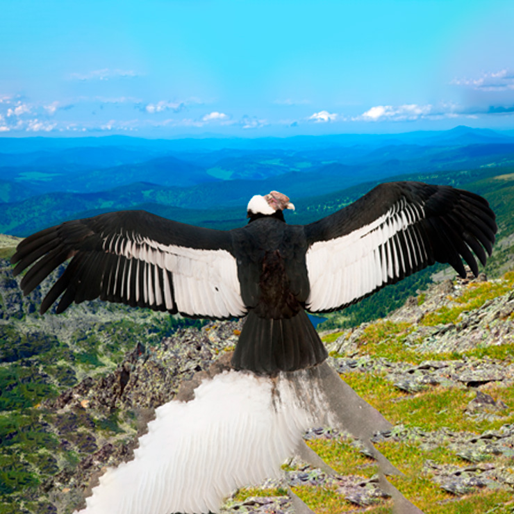 Condor de los Andes