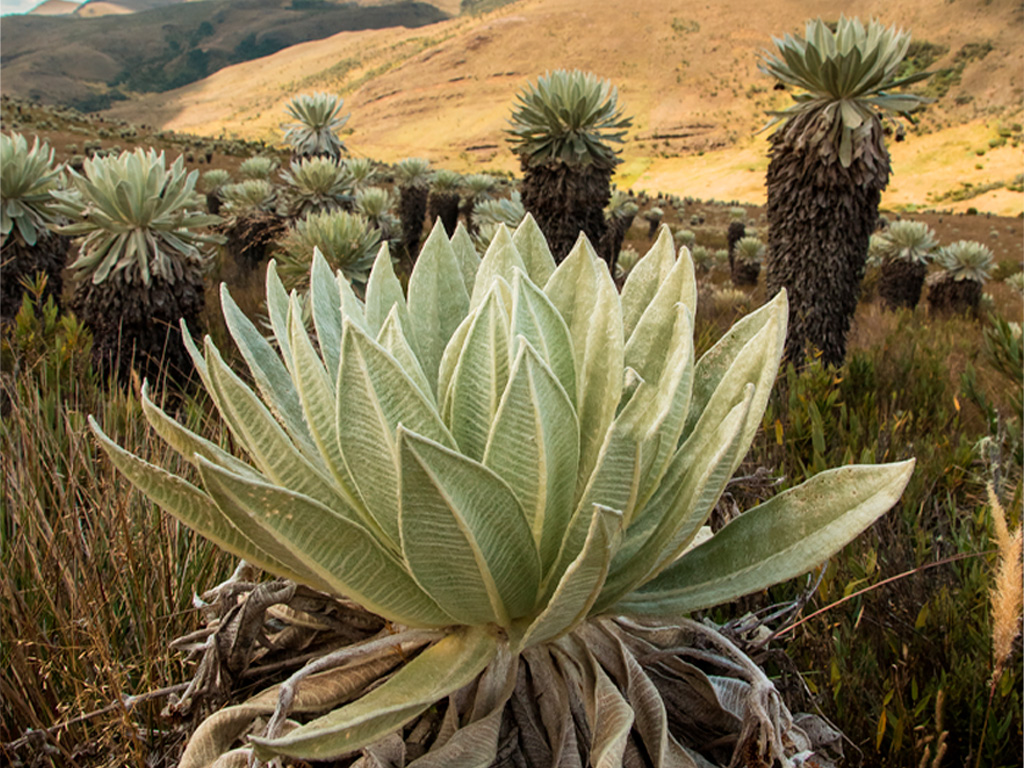 Frailejon