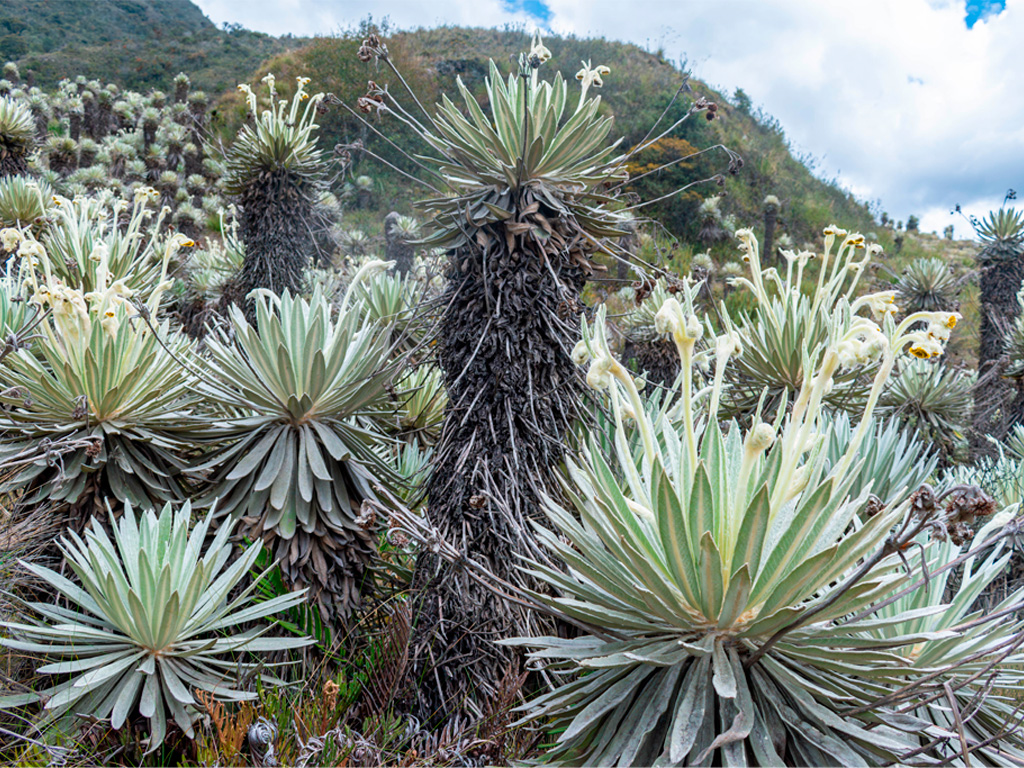 Frailejon