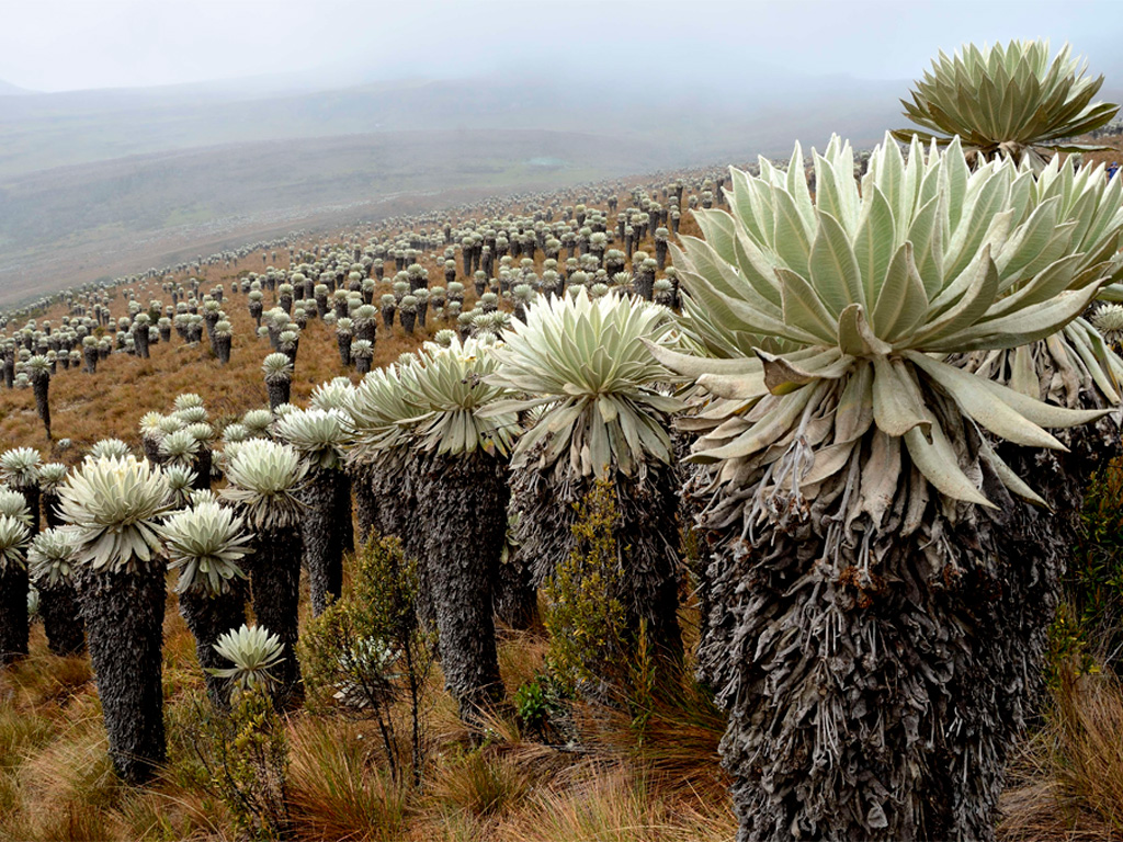 Frailejon
