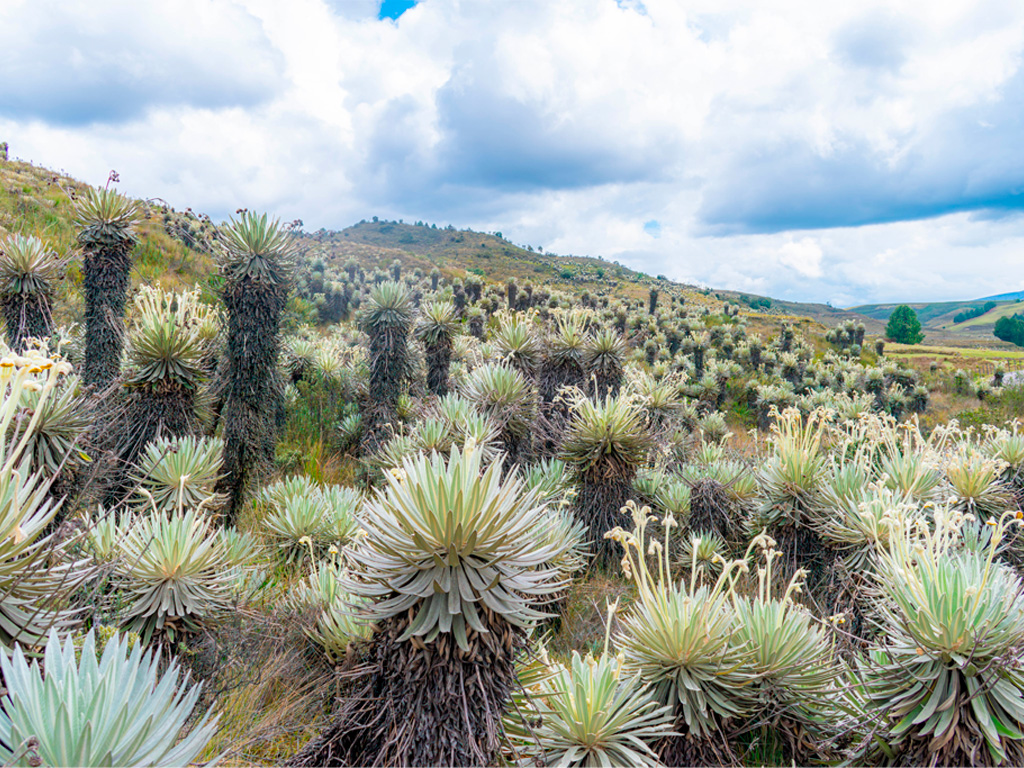 Frailejon