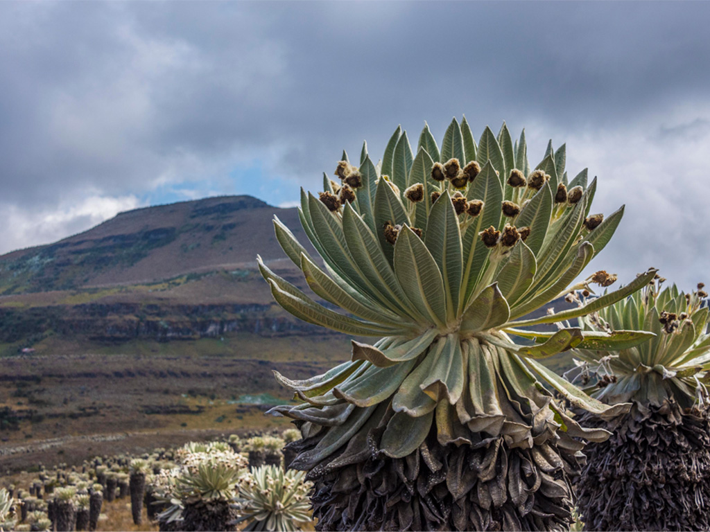 Frailejon