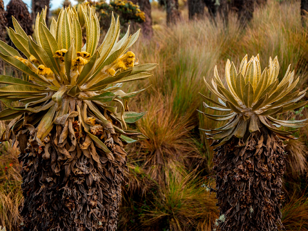 Frailejon