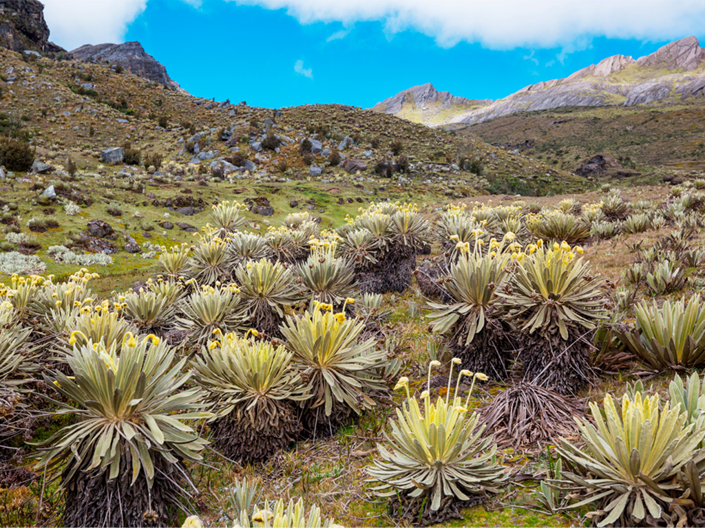 Frailejon