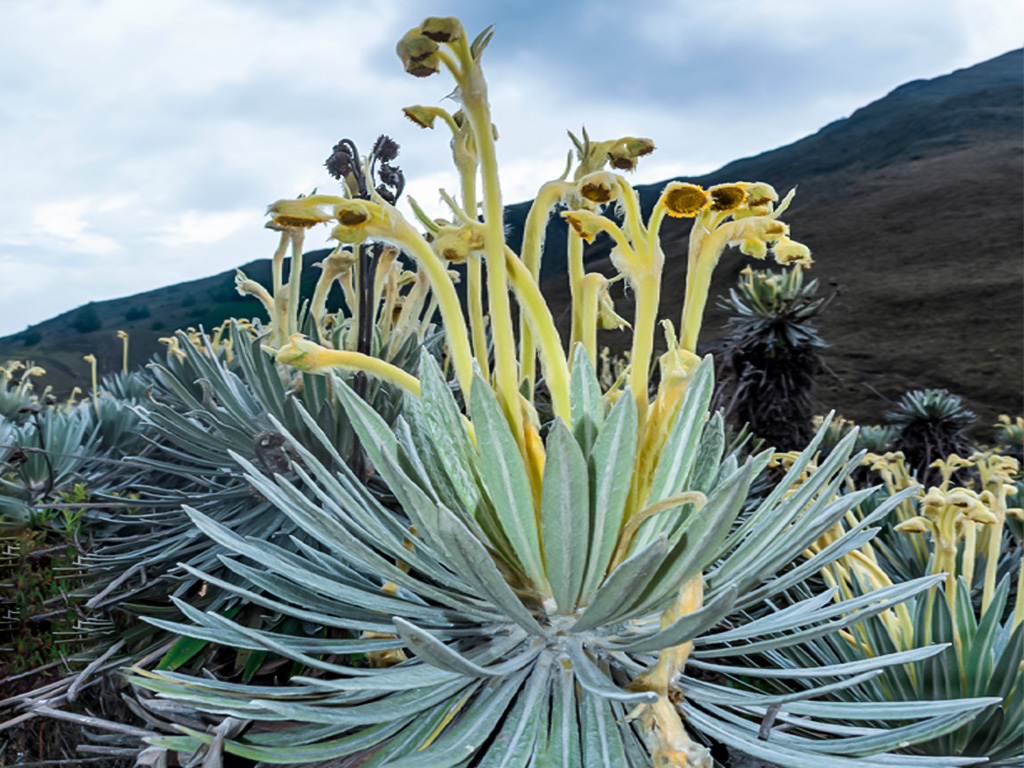 Frailejon-8