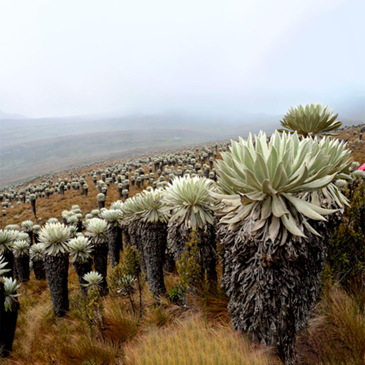 Frailejón