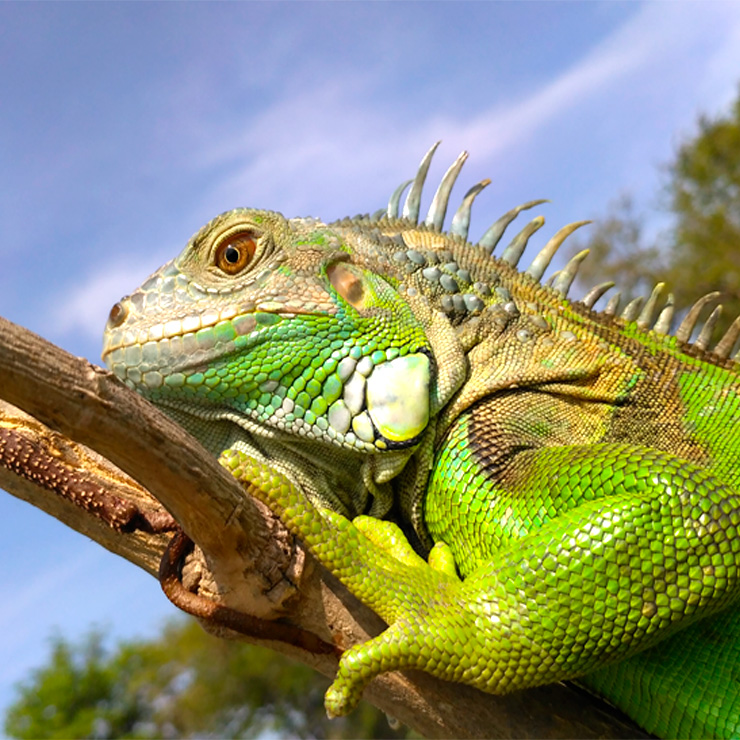 Iguana Verde
