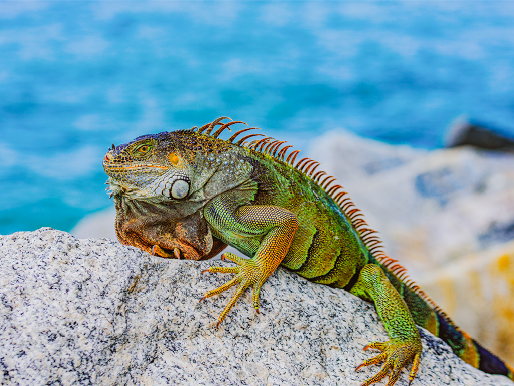 Iguana Verde