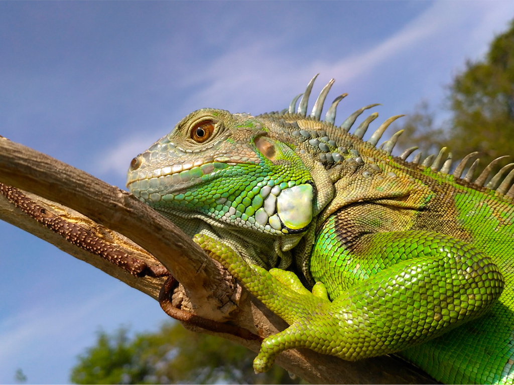 Iguana Verde