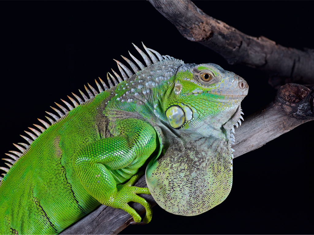Iguana Verde