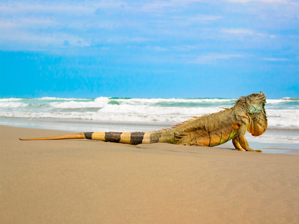 Iguana Verde