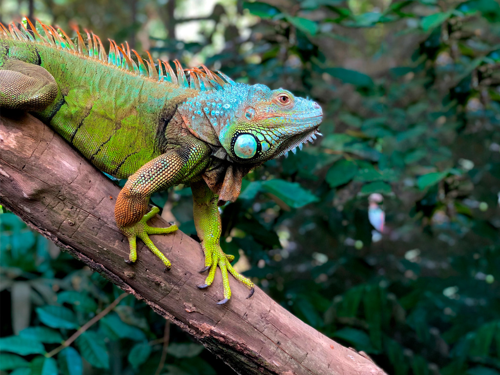 Iguana Verde