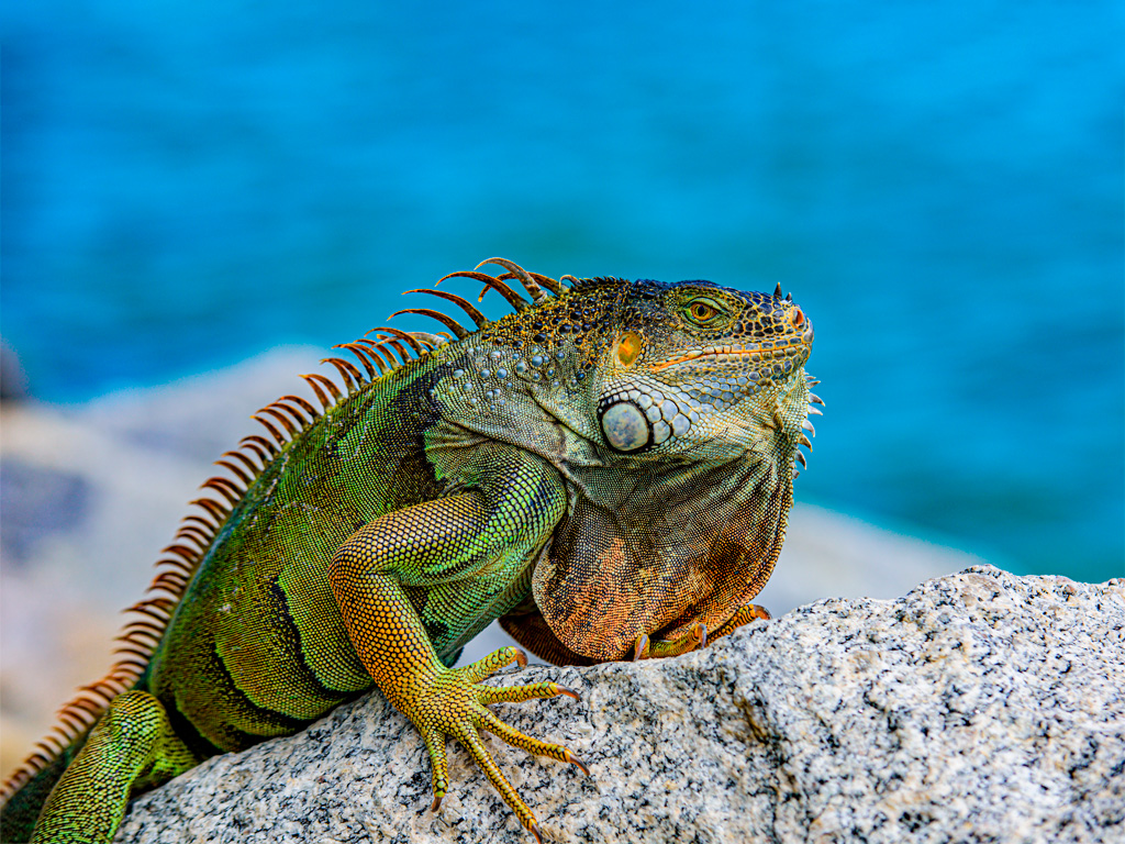 Iguana Verde