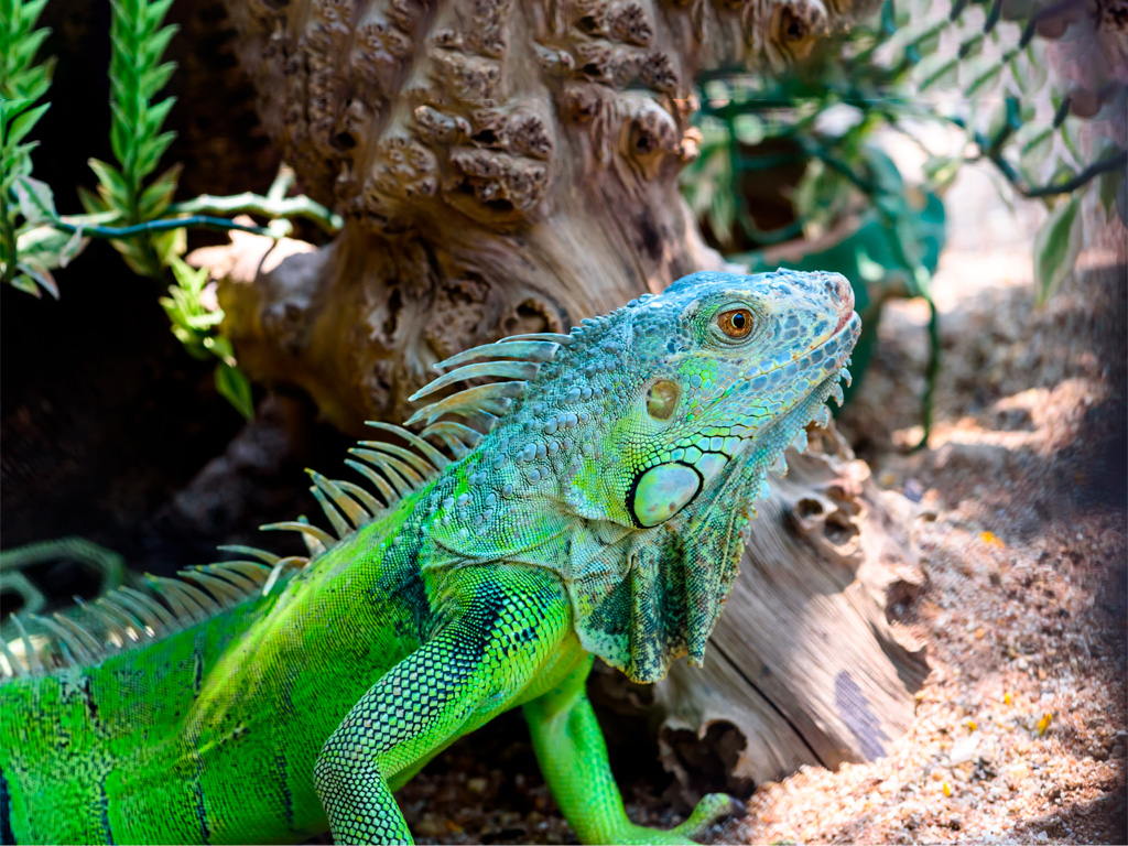 Iguana Verde