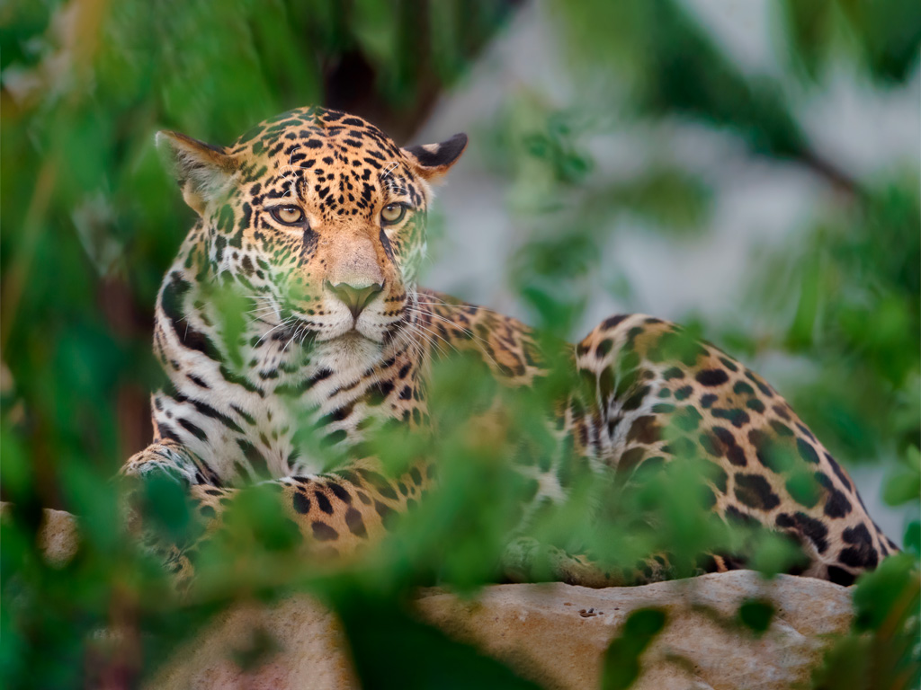 Jaguar