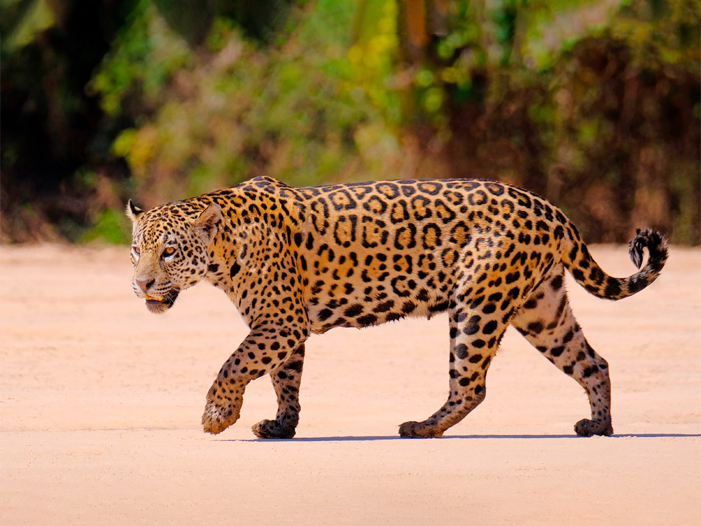 Jaguar