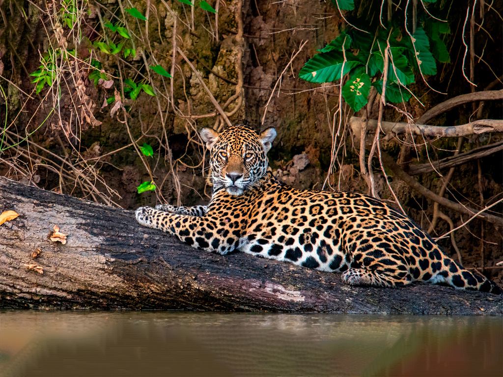 Jaguar