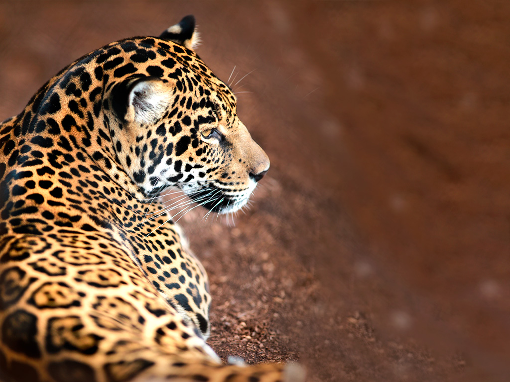 Jaguar