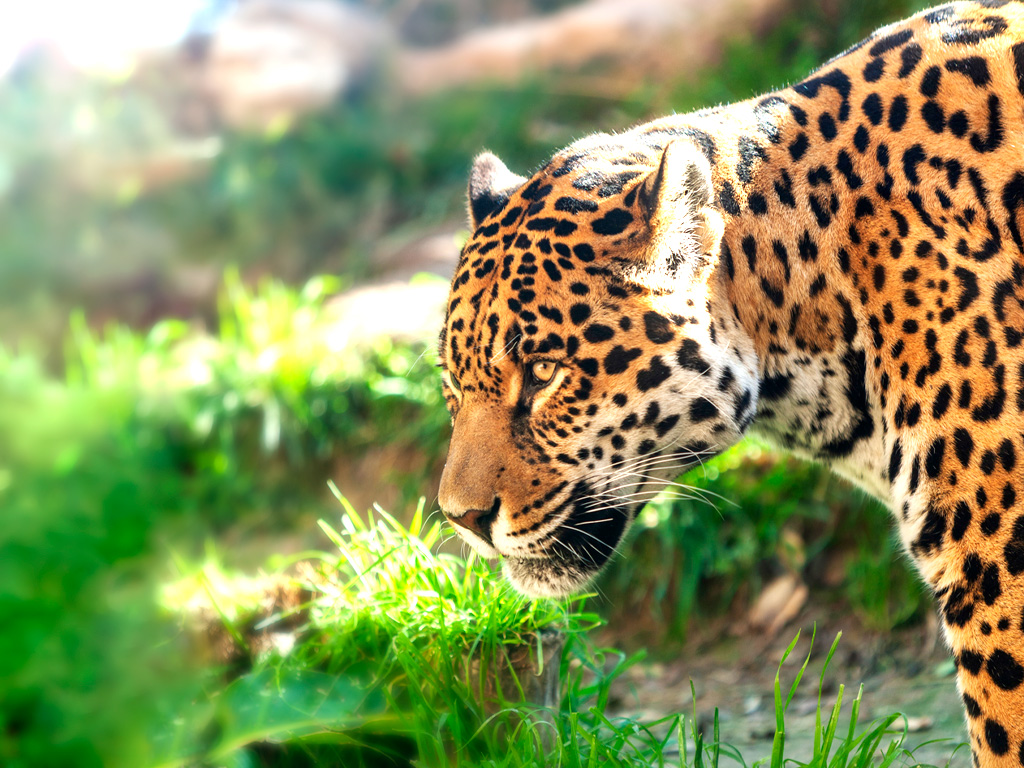 Jaguar