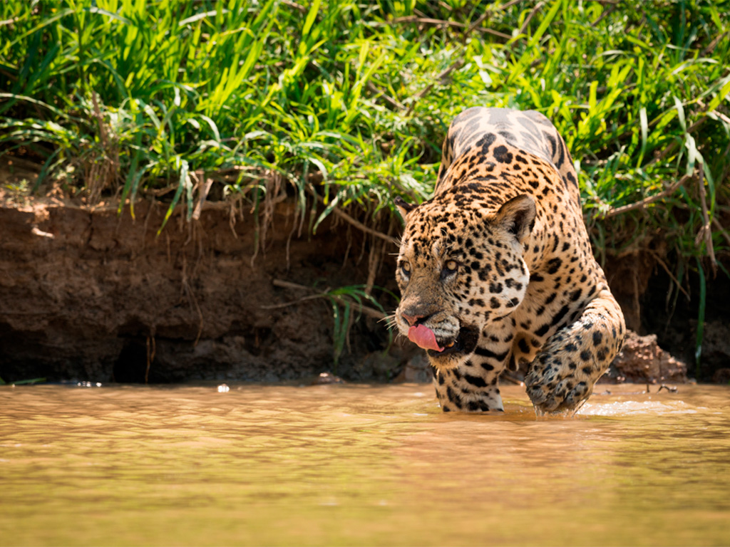 Jaguar