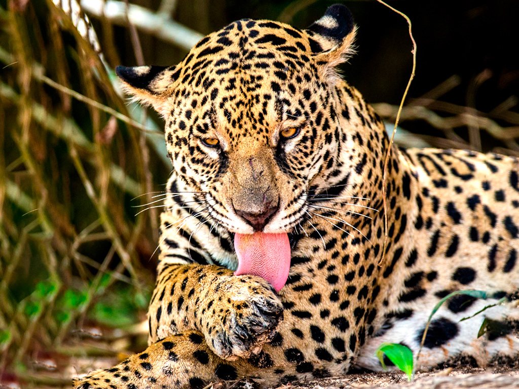 Jaguar