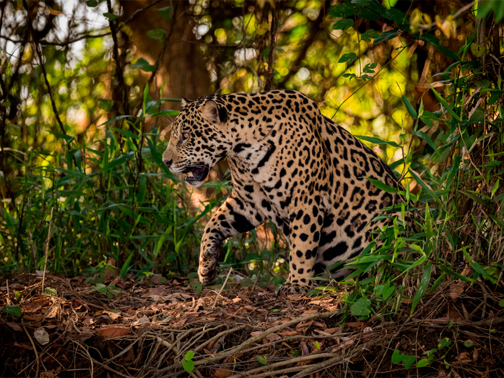 Jaguar