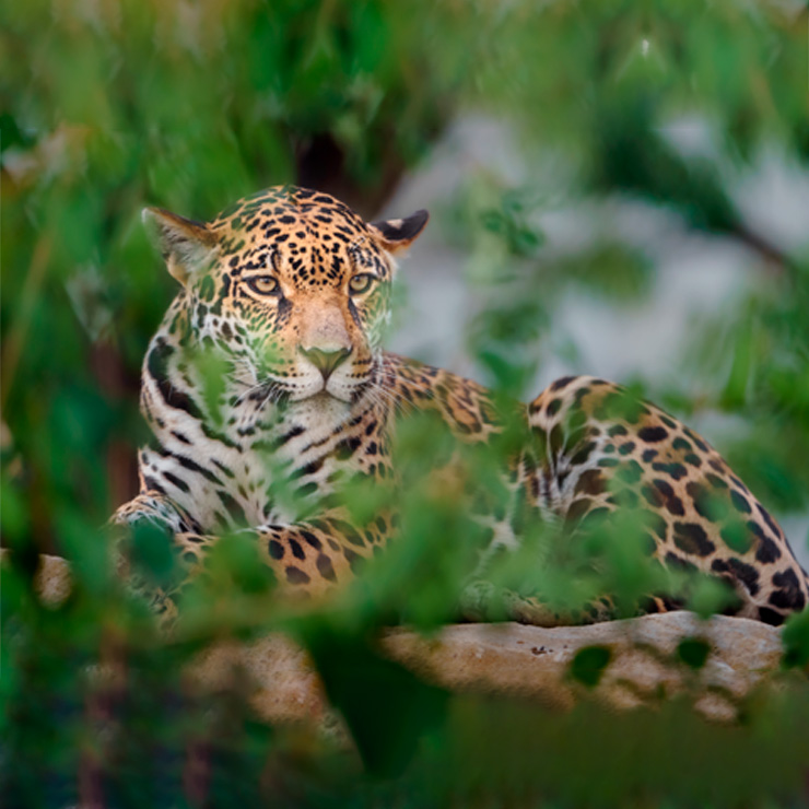 Jaguar