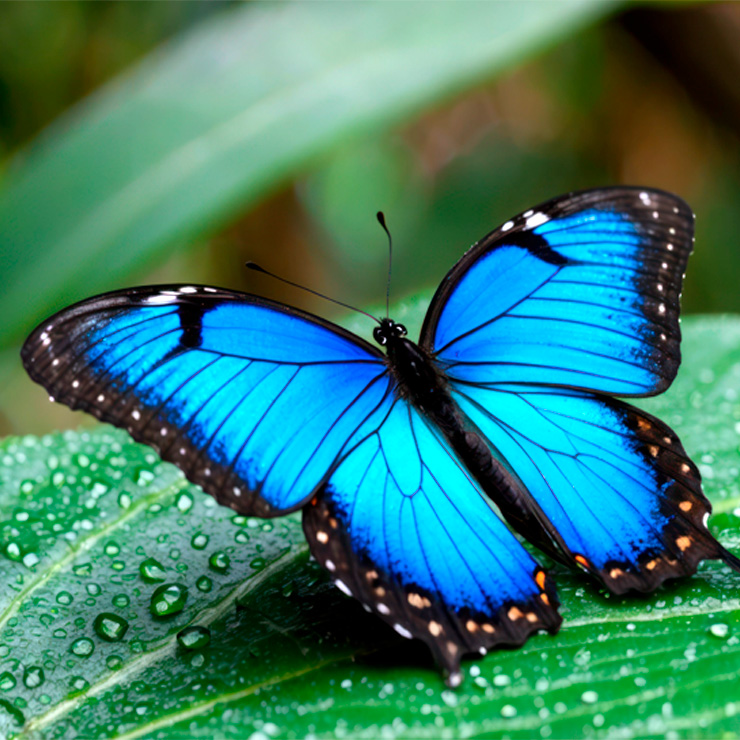 Mariposa Morfo