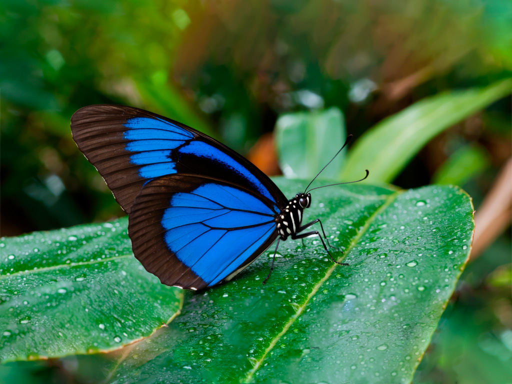 Mariposa Morfo