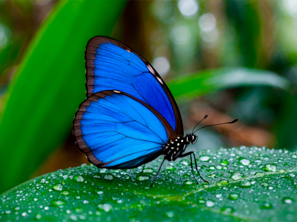 Mariposa Morfo