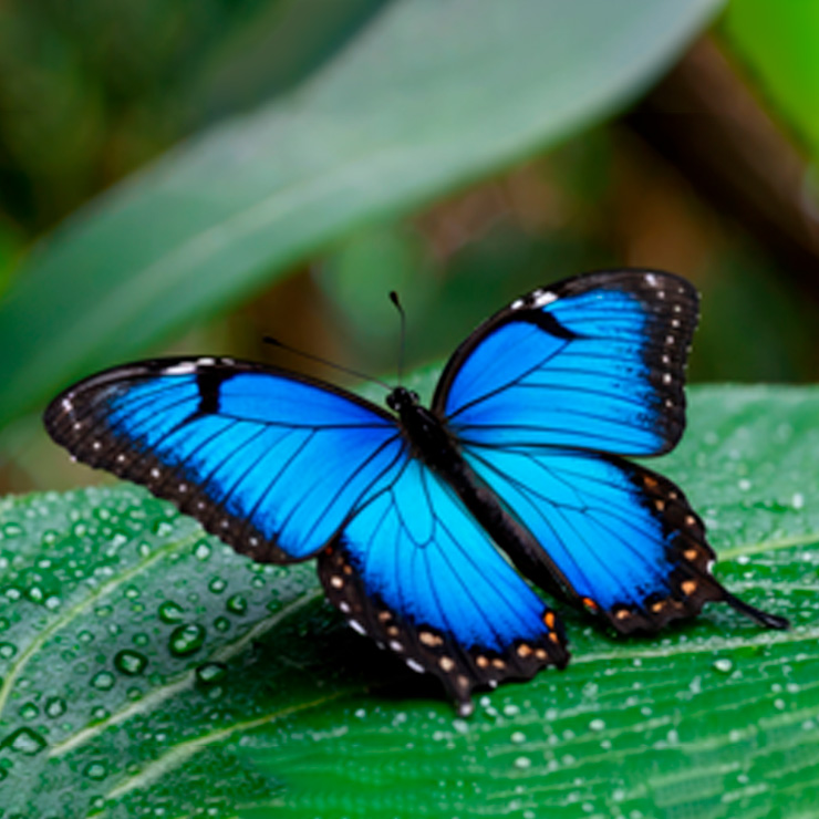 Mariposa Morfo