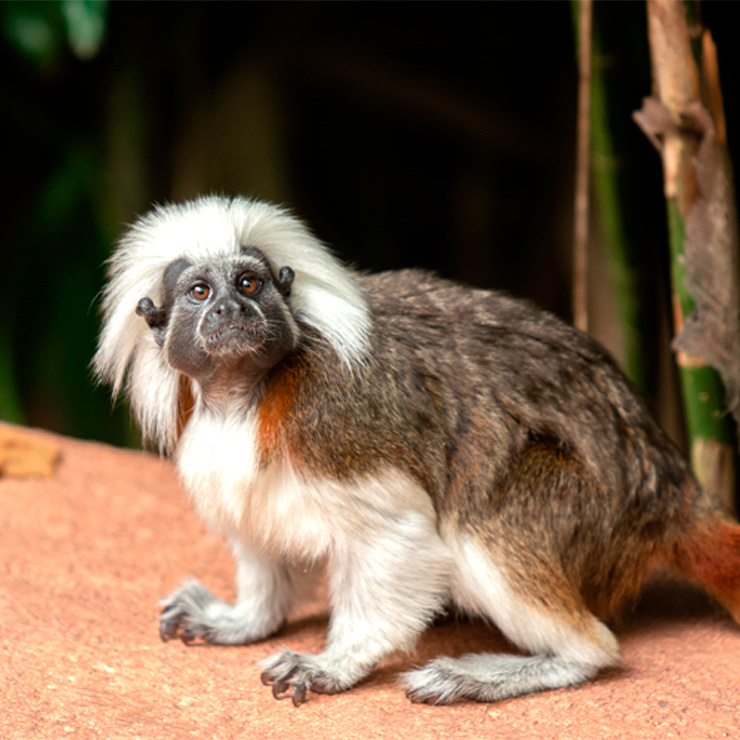 Mono Titi Cabeciblanco