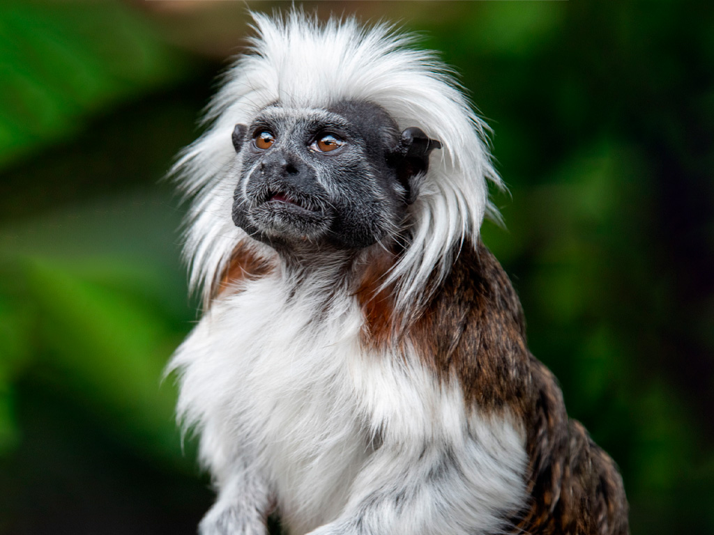 Mono Titi Cabeciblanco