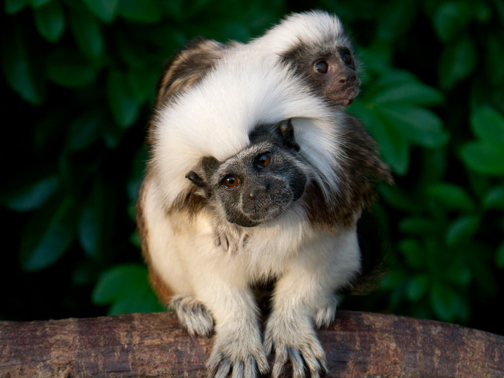 Mono Titi Cabeciblanco