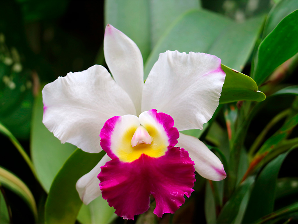 Orquídea Cattleya