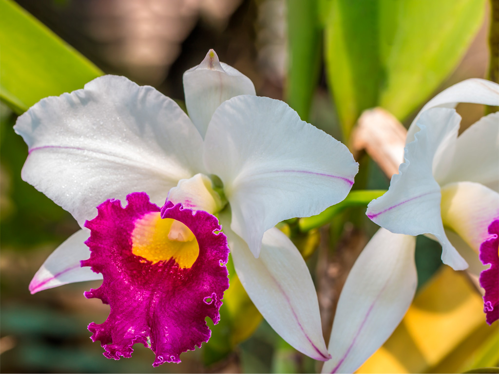 Orquídea Cattleya