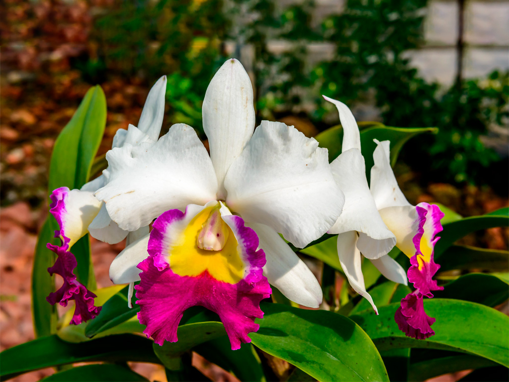 Orquídea Cattleya