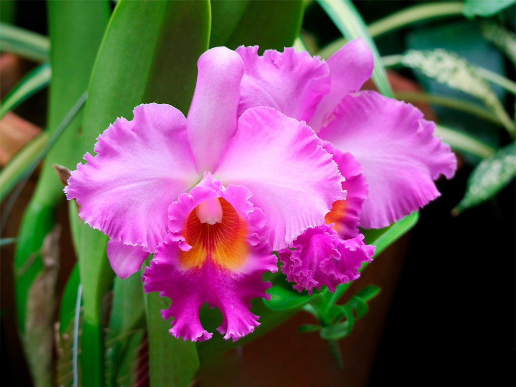 Orquídea Cattleya