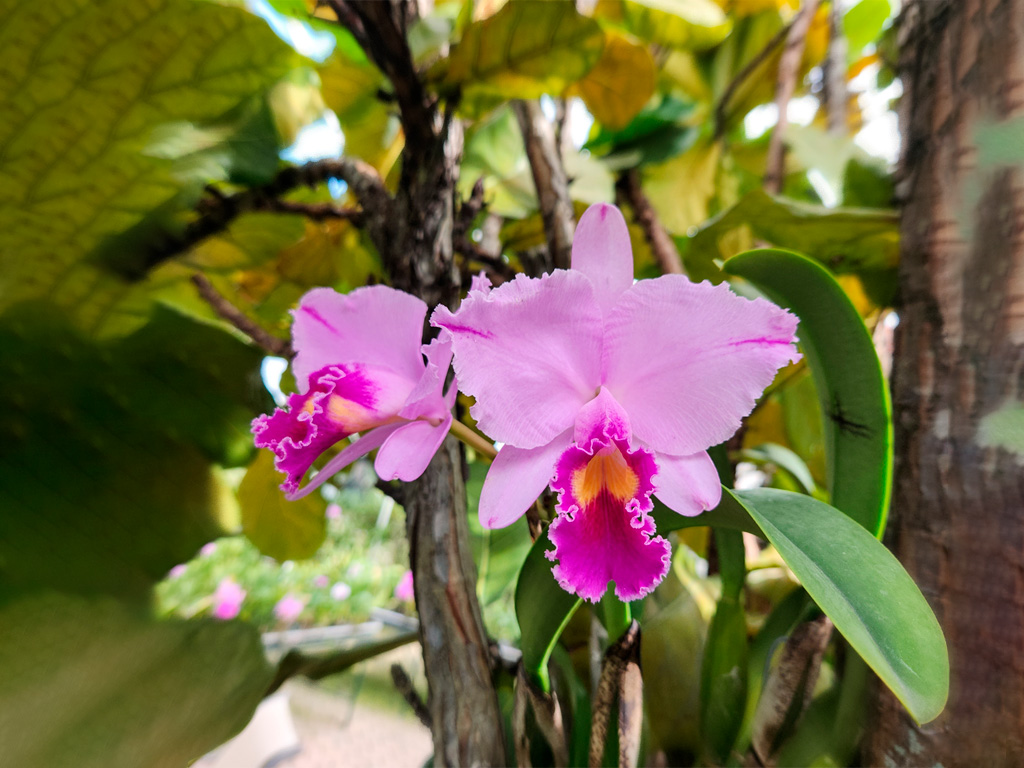 Orquídea Cattleya