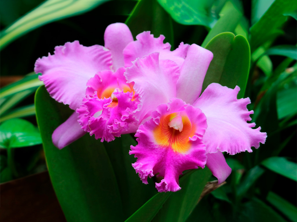 Orquídea Cattleya