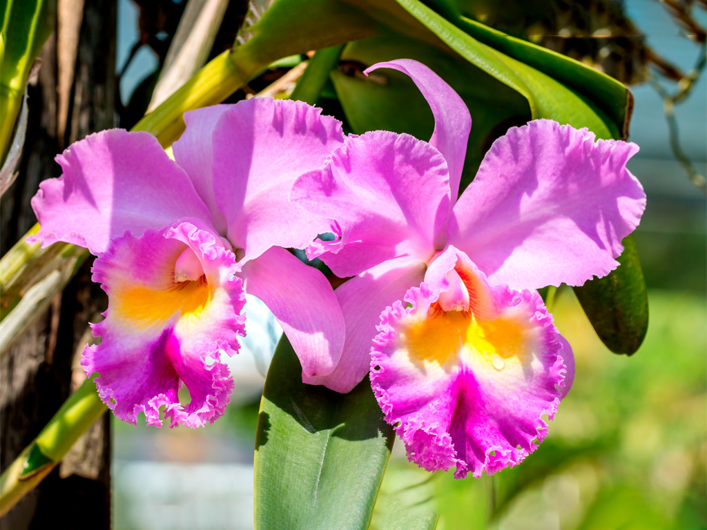 Orquídea Cattleya