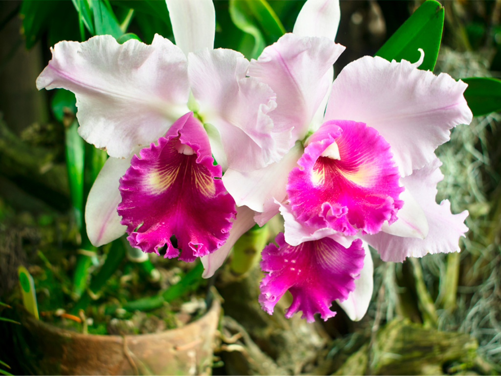 Orquídea Cattleya